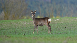 Reh-auf-dem-Acker