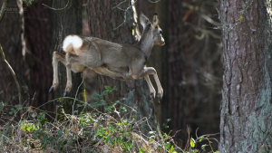 Reh-im-Wald