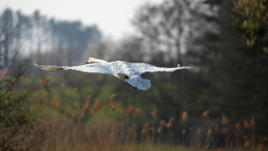 Schwan-beim-Starten-01