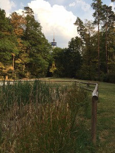 Pflanzen Weiher Tümpel Natur Frosch Schilf Jägertafel Schlüsselfeld Wüstenbuch Debersdorf Wald Bürgerwald