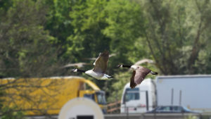 Entenflug Ente trifft Lkw auf A3