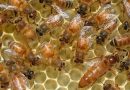 Honigproduktion Erklärung
