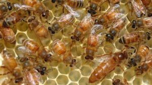 Honigproduktion Erklärung